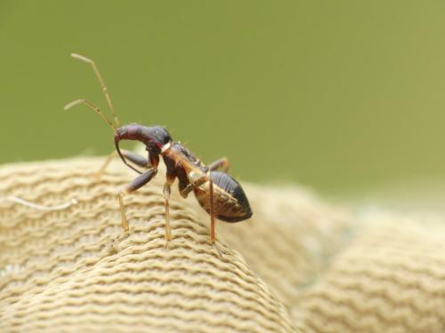 Réf. 288 773 : Himacerus mirmicoides